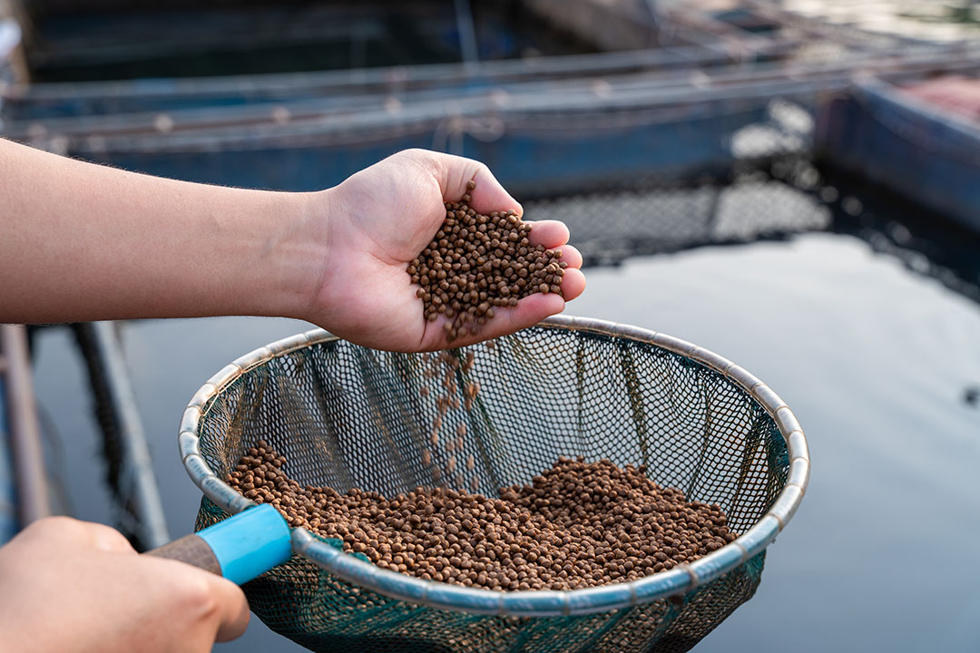 Aquafeed pellets being fed to a pen of fish
